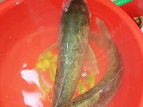 夜间钓鲢鳙的绝妙技巧（掌握这些技巧）