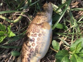 垂钓桂鱼的最佳位置在哪里？有哪些技巧可以提高成功率？