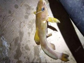 白骨鱼钓鱼技巧和方法有哪些？如何提高钓获率？