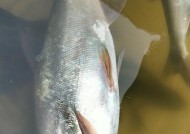 冬天夜里钓翘嘴技巧有哪些？如何提高钓翘嘴的成功率？