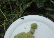 钓草鱼技巧大全（掌握这些技巧，让你轻松捕获草鱼）
