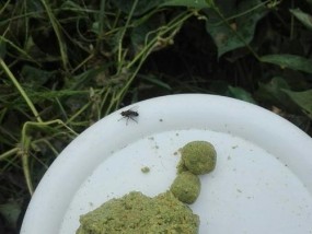 钓草鱼技巧大全（掌握这些技巧，让你轻松捕获草鱼）