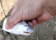 白条鱼的生活习性与垂钓技巧（揭秘白条鱼习性，教你垂钓技巧）