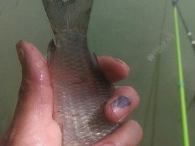 掌握钓鱼技巧，成为野钓鲫鱼的高手（实用技巧助你享受丰收乐趣）
