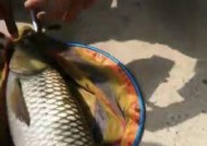 冬天黑坑垂钓鲤鱼技巧有哪些？如何提高冬季垂钓鲤鱼的成功率？