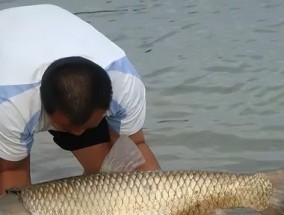 钓鱼怎么溜鱼的技巧？掌握这些方法轻松应对各种鱼情！