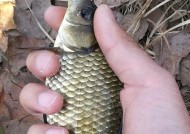 冬天野钓鲫鱼时如何正确使用蚯蚓挂钩？有哪些技巧可以提高钓获率？