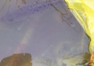 福建闽江钓鱼技巧大揭秘（探秘福建闽江钓鱼策略与经验分享）
