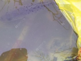 福建闽江钓鱼技巧大揭秘（探秘福建闽江钓鱼策略与经验分享）