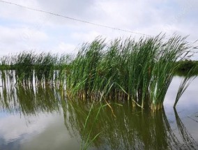 冬天雨后鱼塘钓鱼技巧是什么？如何提高钓鱼成功率？