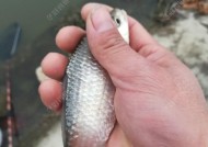 冬天筏竿野钓鲤鱼有哪些技巧？如何提高钓鲤鱼的成功率？