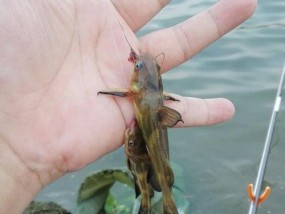 如何有效垂钓黄辣丁？掌握哪些技巧能提高成功率？