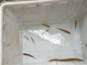 技巧成就野钓刀鳅鱼的捕获乐趣（掌握关键技巧）