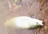 冬天野钓如何轻松钓到2斤大鱼？有哪些必备技巧？