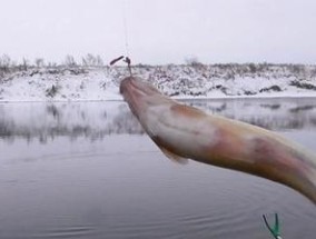 大雪钓鱼的技巧和方式是什么？如何在雪天成功钓到鱼？