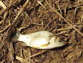 冬天深水野钓鲫鱼技巧是什么？如何提高冬季深水野钓鲫鱼的成功率？