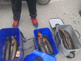 乌鱼钓鱼技巧（掌握乌鱼钓鱼的精华，享受丰富的钓鱼乐趣！）