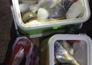 岸边矶钓沙板鱼技巧有哪些？如何提高钓获率？