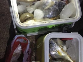 岸边矶钓沙板鱼技巧有哪些？如何提高钓获率？
