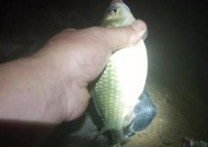 冬天夜钓鲫鱼技巧及方法是什么？如何提高夜钓鲫鱼的成功率？