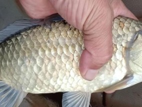 如何提高钓鱼大鱼的成功率？掌握哪些技巧可以钓到大鱼？