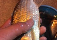 海竿夜钓钓鲫鱼技巧教程？如何提高夜间钓鱼成功率？