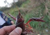 钓龙虾的方法与技巧（掌握钓龙虾的秘诀）