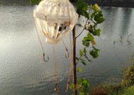 掌握海竿钓鲢鳙鱼的技巧（大海中的垂钓乐趣）