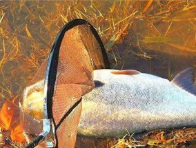 台钓鲢鳙有哪些高级技巧？老手如何提高钓鲢鳙的成功率？