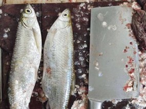 大鱼丸最新钓鱼技巧是什么？如何提高钓鱼成功率？