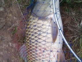 浮萍塘钓大鲫鱼技巧（掌握钓鲫鱼的秘诀）