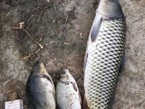 钓鱼大型水库的技巧与饵料选择（探索水库的鱼群分布，选取合适的饵料）