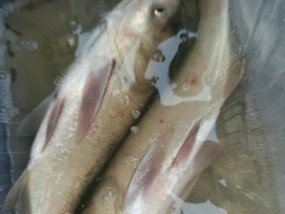 钓鱼拉饵料技巧有哪些？如何正确使用拉饵料提高钓鱼效率？