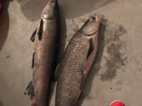 冬天夜钓黑坑技巧有哪些？如何应对低温天气提高钓鱼效率？