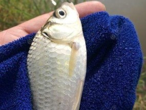 冬天手竿钓鱼技巧野钓鲫鱼有哪些？如何提高钓鲫鱼的成功率？