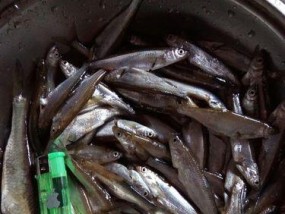 大眼鳊垂钓技巧有哪些？如何提高垂钓成功率？