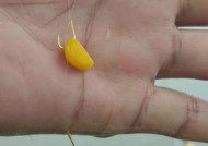 钓鱼技巧大揭秘（轻松掌握调漂技巧）