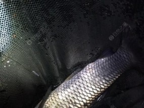 冬天夜钓草鱼的技巧是什么？如何提高冬季夜钓草鱼的成功率？