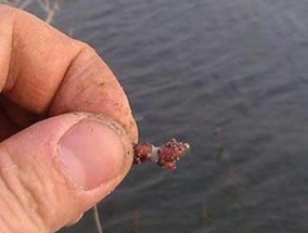 北方四月钓鱼技巧有哪些？如何应对春季鱼儿的活动规律？