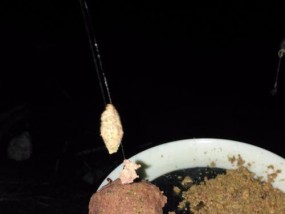 带双钩钓鱼技巧有哪些？如何提高钓鱼成功率？