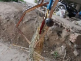 钓河虾浮钓技巧（掌握关键技巧，提升钓河虾的效果）