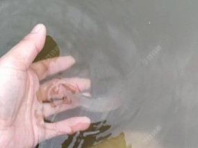 钓鱼人必须了解的四种投竿技巧（提升钓鱼技术，掌握这四种关键技巧）