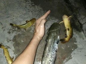 钓汪刺鱼时最有效的饵料是什么？如何选择合适的饵料？