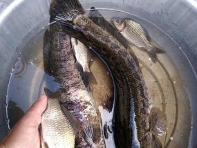 夜间钓黑鱼技巧（掌握正确的技巧）