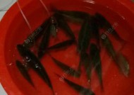 冬天夜钓鲫鱼技巧有哪些？如何提高夜钓鲫鱼的成功率？
