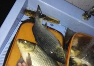 夏季夜间钓鲢鳙技巧（解密夏夜捕获鲢鳙的秘诀）