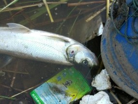夏季如何钓翘嘴？掌握这两招钓鱼技巧很给力吗？
