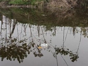 如何提高钓鱼看漂抓口技巧？有哪些常见问题及解决方法？
