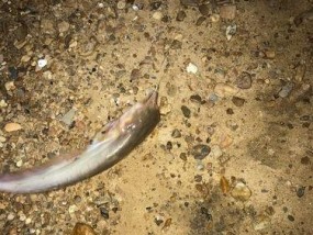 野钓河流鲶鱼的最佳方法和技巧（钓鲶鱼）