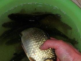 钓鱼技巧大揭秘（掌握这些关键技巧，抓鱼轻松易如反掌）